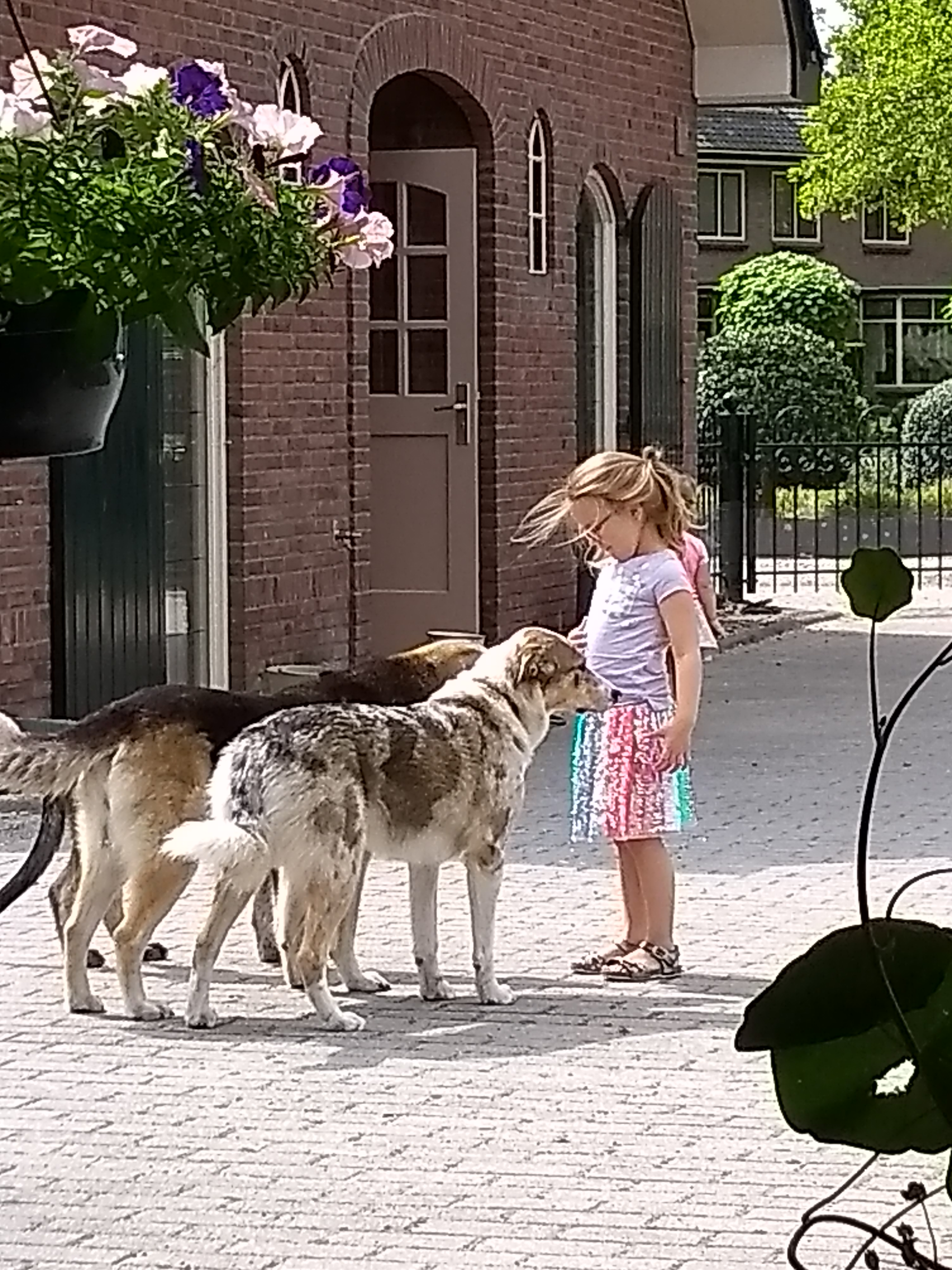 hond goed gedrag met bezoek